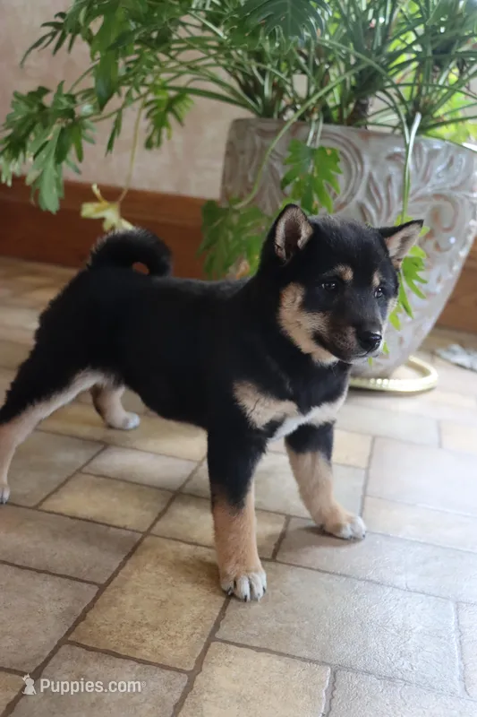 Rex – Shiba Inu puppy for sale in Charles City, IA