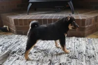 Rex, a male Shiba Inu for sale in Charles City, IA – Photo 3 of 9