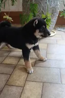 Rex, a male Shiba Inu for sale in Charles City, IA – Photo 4 of 9