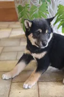 Rex, a male Shiba Inu for sale in Charles City, IA – Photo 9 of 9