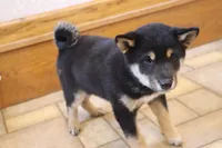 Sashi, a male Shiba Inu for sale in Charles City, IA – 4 of 5