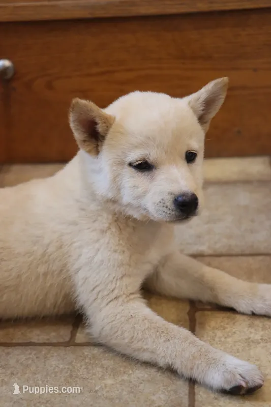 Sophie – Shiba Inu puppy for sale in Charles City, IA