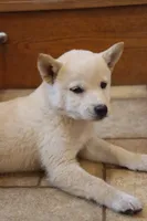 Sophie, a female Shiba Inu for sale in Charles City, IA – 4 of 6