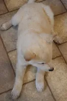 Sophie, a female Shiba Inu for sale in Charles City, IA – 5 of 6
