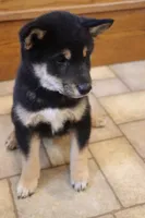Sashi, a male Shiba Inu for sale in Charles City, IA – 5 of 5