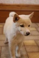 Sasha, a female Shiba Inu for sale in Charles City, IA – 3 of 7