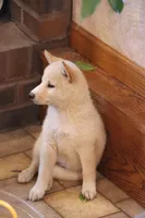 Sasha, a female Shiba Inu for sale in Charles City, IA – 4 of 7
