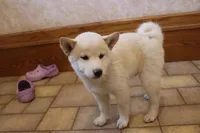 Sarge, a male Shiba Inu for sale in Charles City, IA – 5 of 7