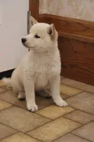 Sarge, a male Shiba Inu for sale in Charles City, IA – 2 of 7