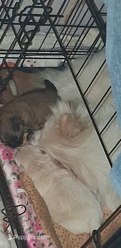 Taz – Pomeranian puppy for sale in Siletz, OR