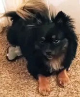 Taz, a male Pomeranian for sale in Siletz, OR – 3 of 4