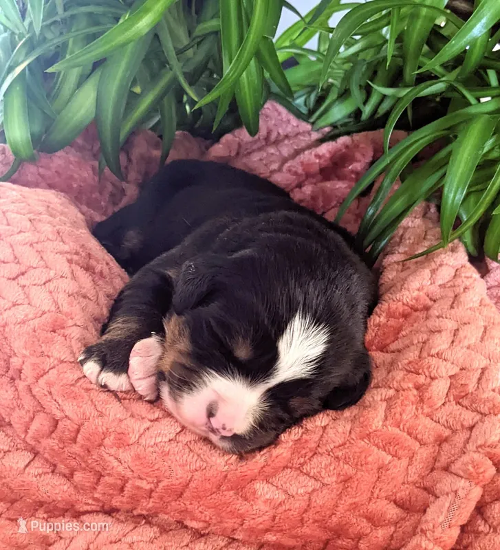 Knox – Bernese Mountain Dog puppy for sale in Palmyra, ME