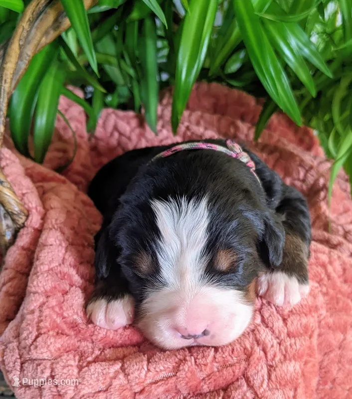 Peace – Bernese Mountain Dog puppy for sale in Palmyra, ME