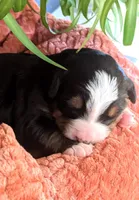 Forest, a male Bernese Mountain Dog for sale in Palmyra, ME – Photo 1 of 3