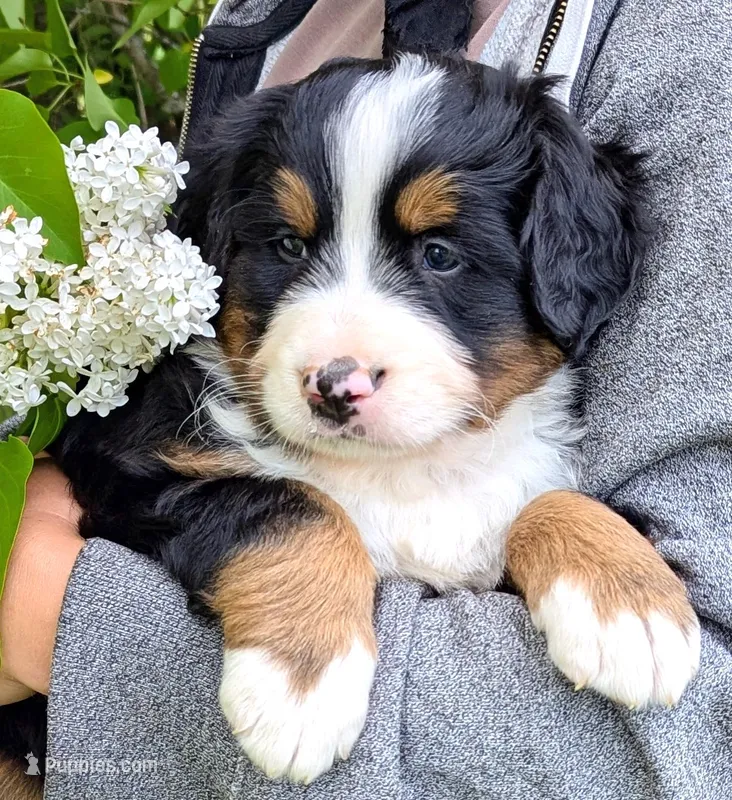 Orion – Bernese Mountain Dog puppy for sale in Palmyra, ME