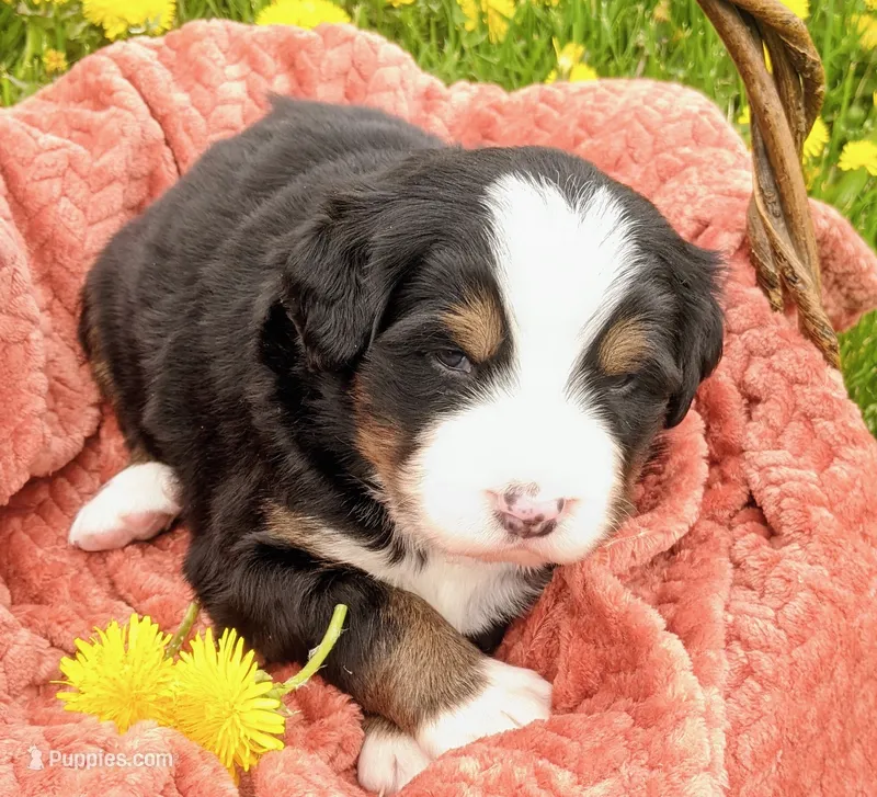 Talem – Bernese Mountain Dog puppy for sale in Palmyra, ME