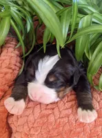 Orion, a male Bernese Mountain Dog for sale in Palmyra, ME – Photo 1 of 3