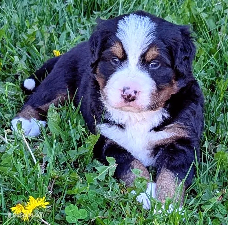 Talem – Bernese Mountain Dog puppy for sale in Palmyra, ME