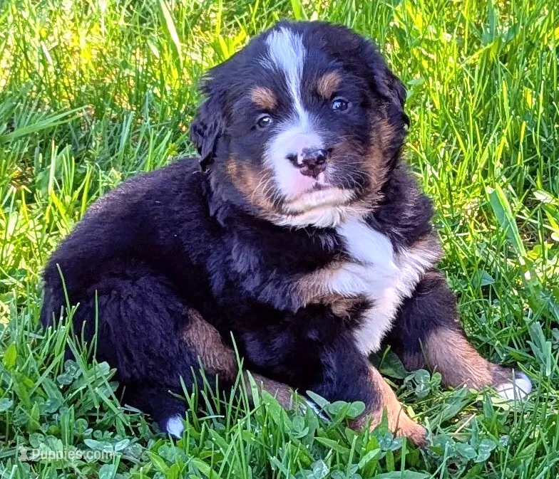 Knox – Bernese Mountain Dog puppy for sale in Palmyra, ME