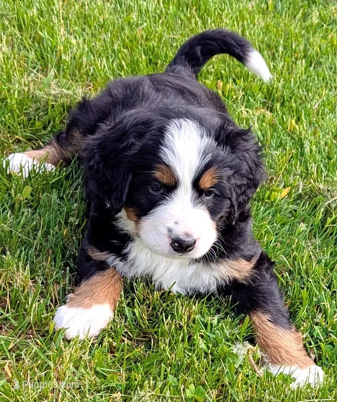 Raine – Bernese Mountain Dog puppy for sale in Palmyra, ME