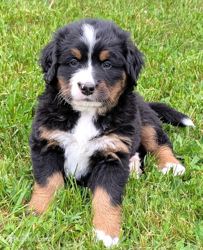 Knox – Bernese Mountain Dog puppy for sale in Palmyra, ME