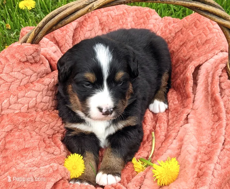 Knox – Bernese Mountain Dog puppy for sale in Palmyra, ME