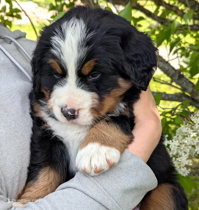 Talem – Bernese Mountain Dog puppy for sale in Palmyra, ME