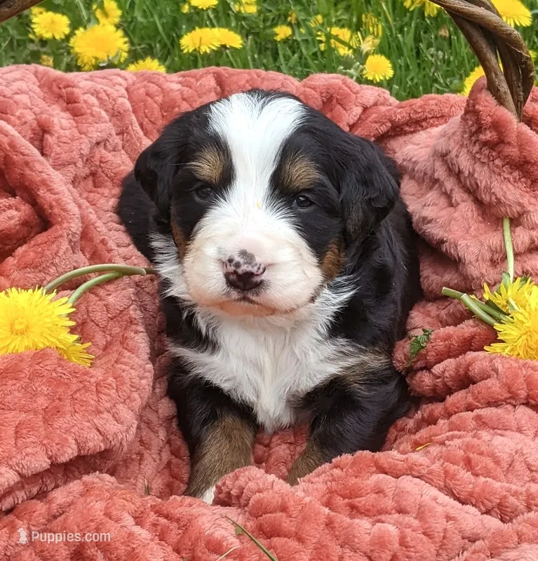 Raine – Bernese Mountain Dog puppy for sale in Palmyra, ME