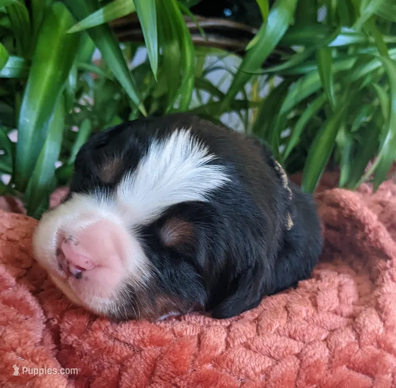 Talem – Bernese Mountain Dog puppy for sale in Palmyra, ME