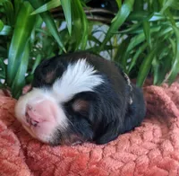 Talem, a male Bernese Mountain Dog for sale in Palmyra, ME – Photo 1 of 3