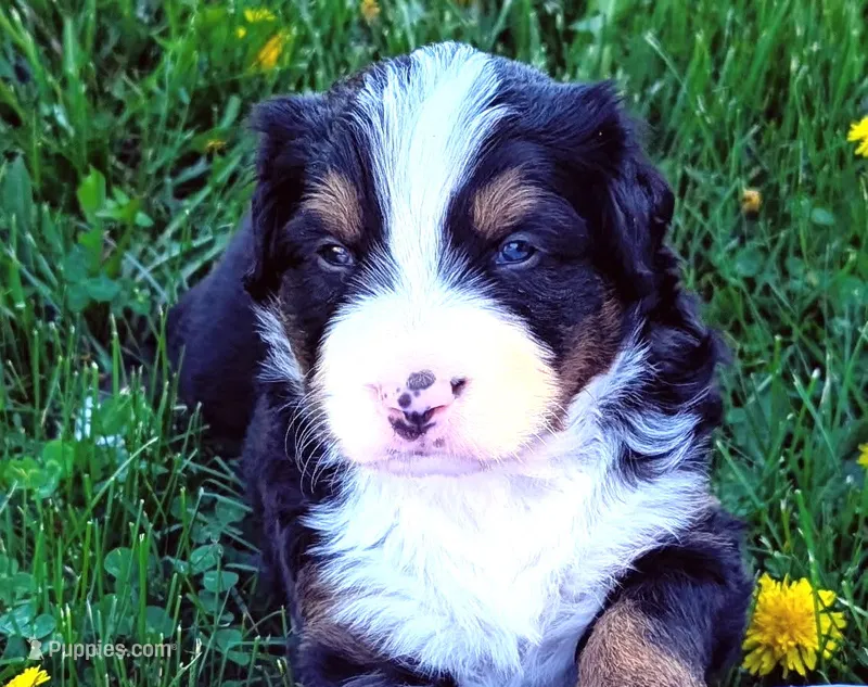 Orion – Bernese Mountain Dog puppy for sale in Palmyra, ME