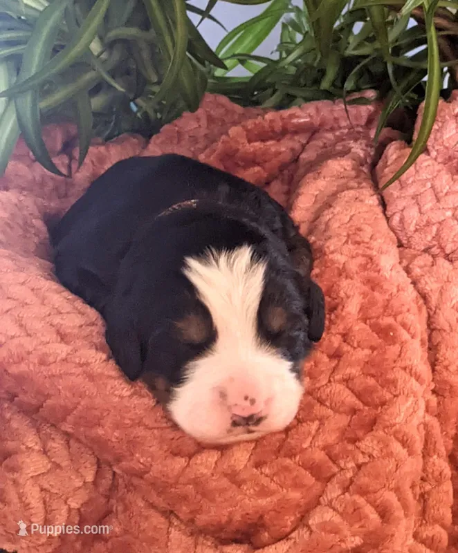 Raine – Bernese Mountain Dog puppy for sale in Palmyra, ME