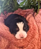 Raine, a female Bernese Mountain Dog for sale in Palmyra, ME – Photo 1 of 3