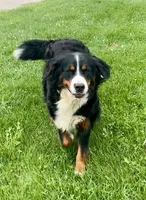 Raine, a female Bernese Mountain Dog for sale in Palmyra, ME – Photo 2 of 3