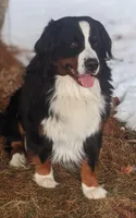 Raine, a female Bernese Mountain Dog for sale in Palmyra, ME – Photo 3 of 3