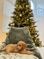 Mittens, a female Cavapoo for sale in Suisun City, CA – Photo 4 of 6