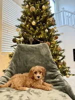 Mittens, a female Cavapoo for sale in Suisun City, CA – Photo 5 of 6