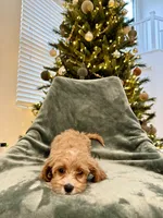 Mittens, a female Cavapoo for sale in Suisun City, CA – Photo 2 of 6
