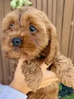 Odin, a male Cavapoo for sale in Suisun City, CA – Photo 3 of 6