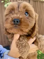Odin, a male Cavapoo for sale in Suisun City, CA – Photo 4 of 6