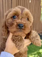 Odin, a male Cavapoo for sale in Suisun City, CA – Photo 5 of 6