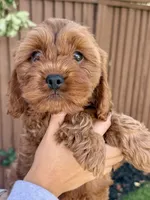 Odin, a male Cavapoo for sale in Suisun City, CA – Photo 2 of 6