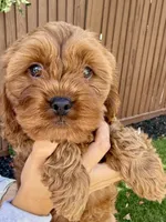 Odin, a male Cavapoo for sale in Suisun City, CA – Photo 6 of 6