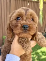 Odin, a male Cavapoo for sale in Suisun City, CA – Photo 1 of 6