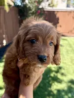 Toffee, a male Cavapoo for sale in Suisun City, CA – Photo 5 of 5