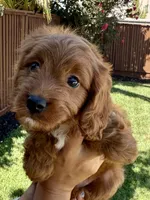 Toffee, a male Cavapoo for sale in Suisun City, CA – Photo 2 of 5
