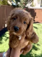 Toffee, a male Cavapoo for sale in Suisun City, CA – Photo 1 of 5