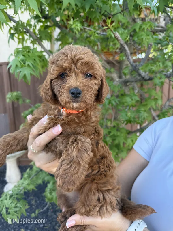 Sadie – Cavapoo puppy for sale in Suisun City, CA