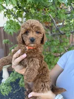 Sadie, a female Cavapoo for sale in Suisun City, CA – Photo 1 of 4