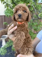 Sadie, a female Cavapoo for sale in Suisun City, CA – Photo 2 of 4
